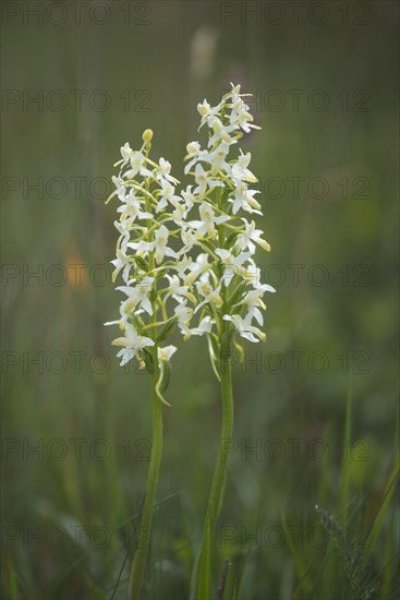 Lesser Butterfly Orchid (Platanthera bifolia)