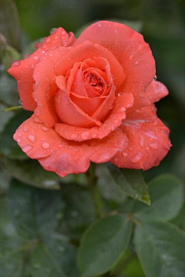 Hybrid tea rose