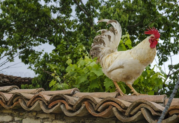 Cock on a roof