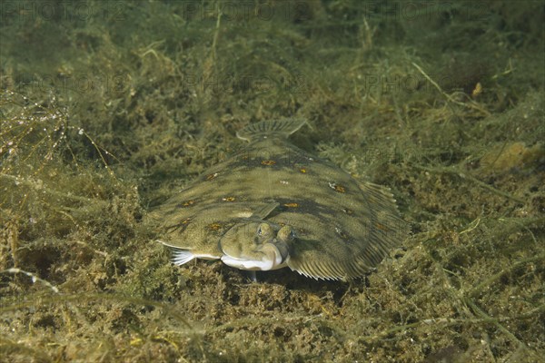 European plaice (Pleuronectes platessa) on algae