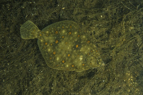 European plaice (Pleuronectes platessa) on algae