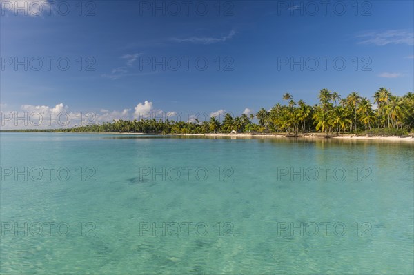 Palm fringed sandy beach in the turquoise waters of Tikehau