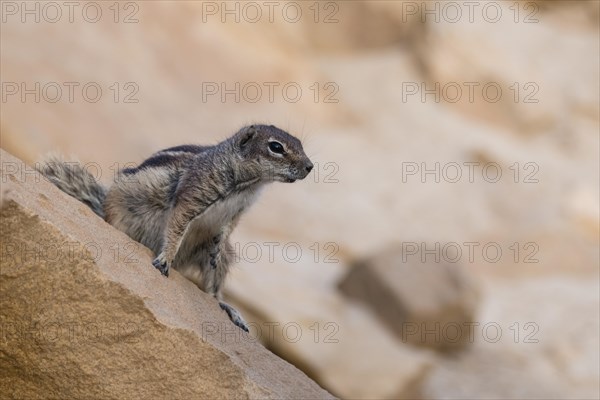 Barbary ground squirrel (Atlantoxerus getulus)