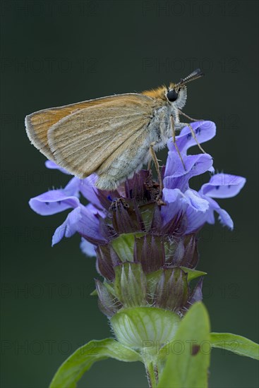 Essex skipper (Thymelicus lineola) on blossom