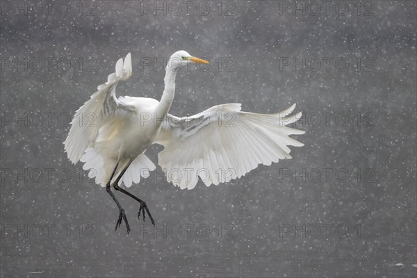 Great egret (Ardea alba)