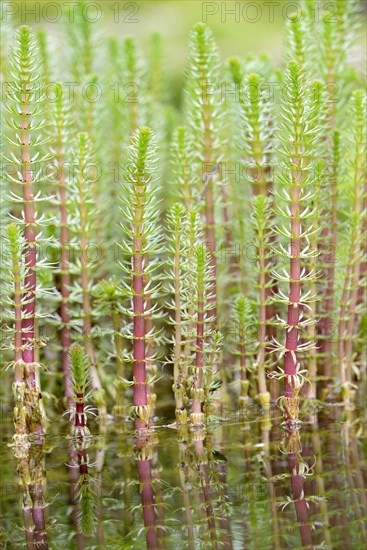 Common mare's tail (Hippuris vulgaris) in water