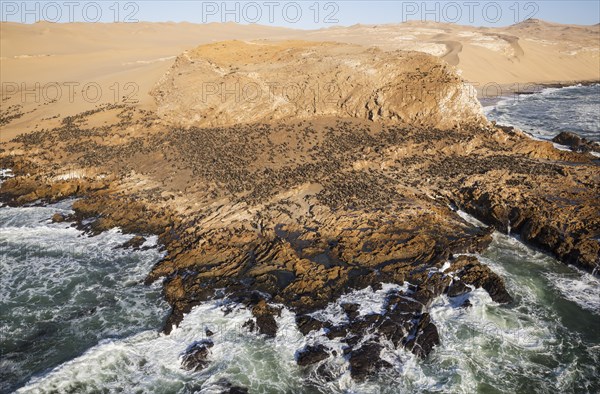 Cape Fur Seal (Arctocephalus pusillus) colony at the coast of the Namib Desert