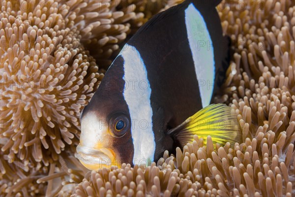 Clark's anemonefish (Amphiprion clarkii) in sea anemone (Actiniaria)