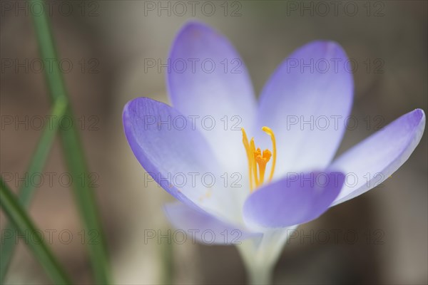 Early Crocus (Crocus tommasinianus)