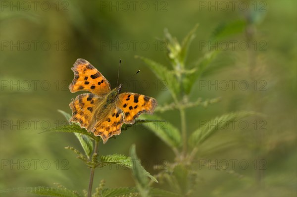 Comma (Polygonia C-album) on nettle (Urtica)