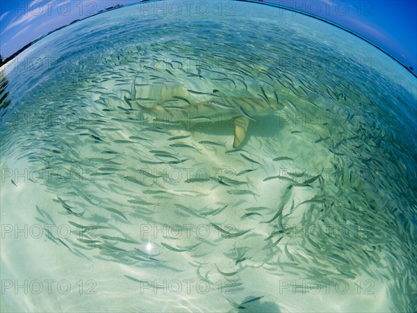 Fish swarm with sardines and hunting Blacktip reef shark (Carcharhinus melanopterus) in shallow water near the shore