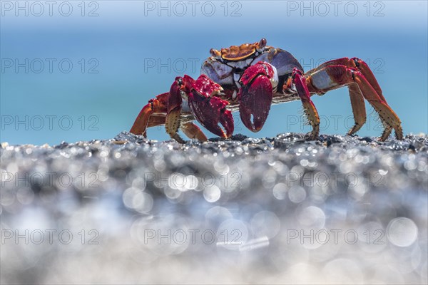 Red rock crab (Grapsus adscensionis) on wet rock