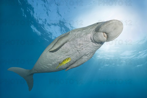 Dugong (Dugong dugon) with Golden Trevally (Gnathanodon speciosus) under water surface