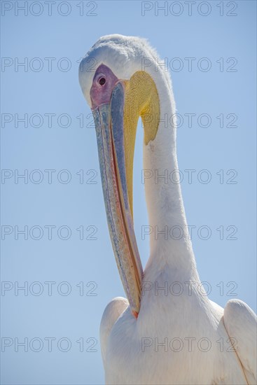 Great white pelican (Pelecanus onocrotalus)