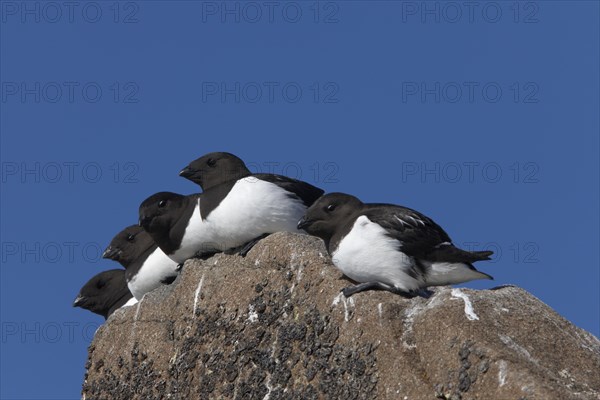 Little auks (Alle alle) on a ledge