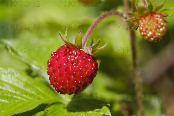 Woodland strawberry (Fragaria vesca)