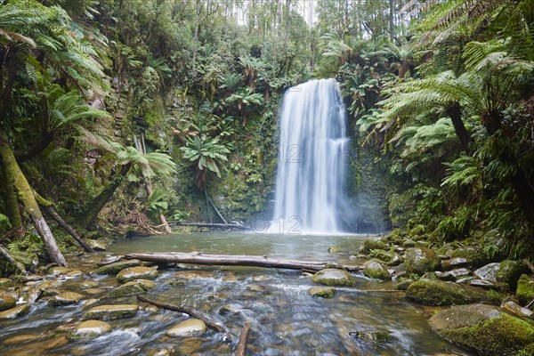 Beauchamp Falls in the rainforest