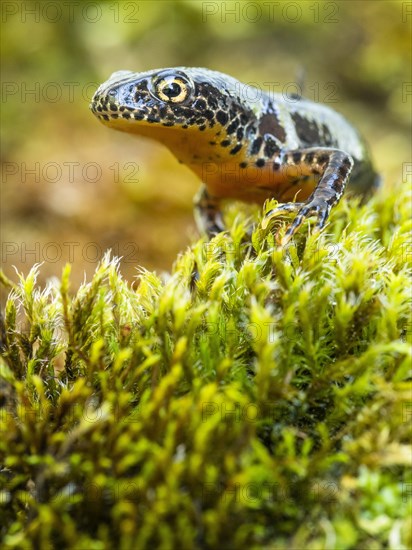 Alpine newt (Ichthyosaura alpestris)