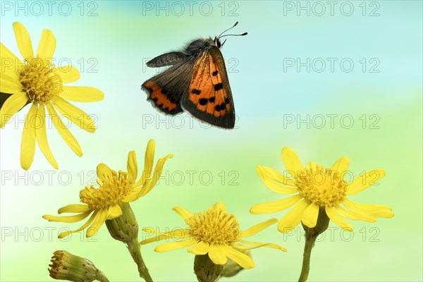 Small copper (Lycaena phlaeas)