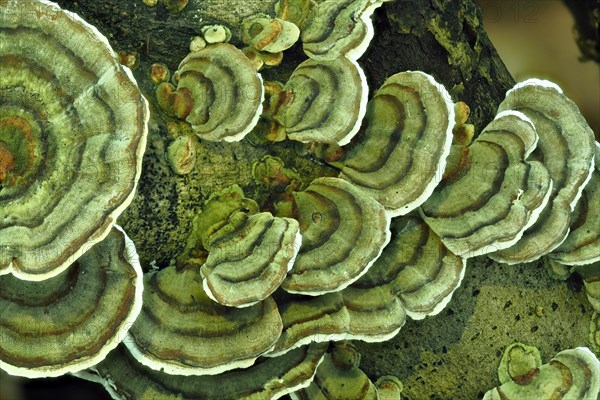 Unji mushroom (Trametes versicolor)