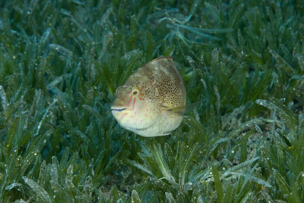 Viridescent Parrotfish (Calotomus viridescens) swim over sea grass