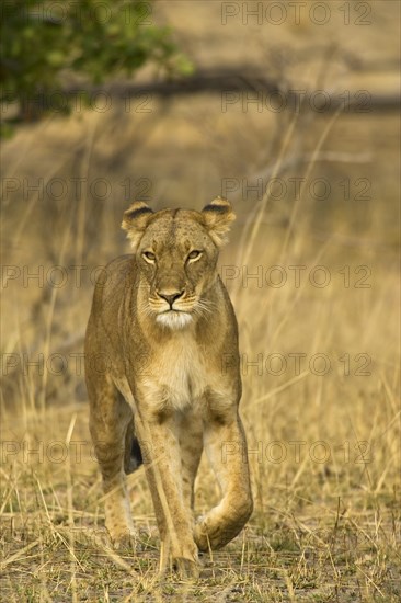 Lion (Panthera leo)