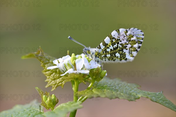 Orange tip (Anthocharis cardamines)