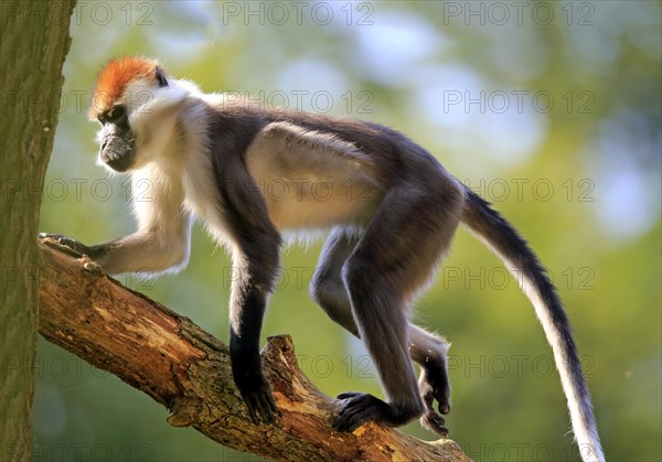 Collared mangabey (Cercocebus torquatus)