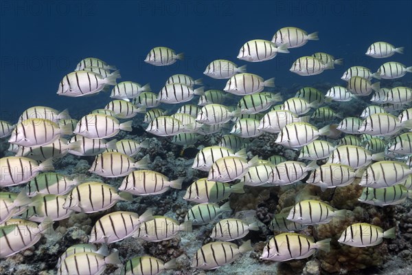 Swarm Convict tangs (Acanthurus triostegus)