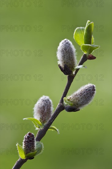 Goat willow (Salix caprea)