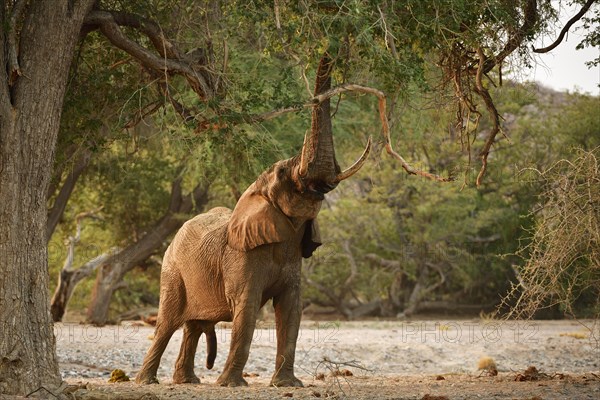 Desert elephant (Loxodonta africana) tears leaves and branches from a tree