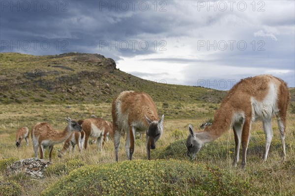 Guanacos (Lama guanicoe) after rain