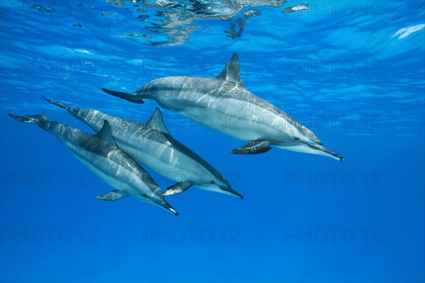 Spinner Dolphins (Stenella longirostris)