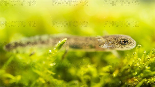 Fire salamander (Salamandra salamandra)