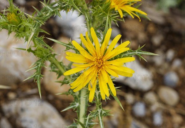 Common golden thistle (Scolymus hispanicus)