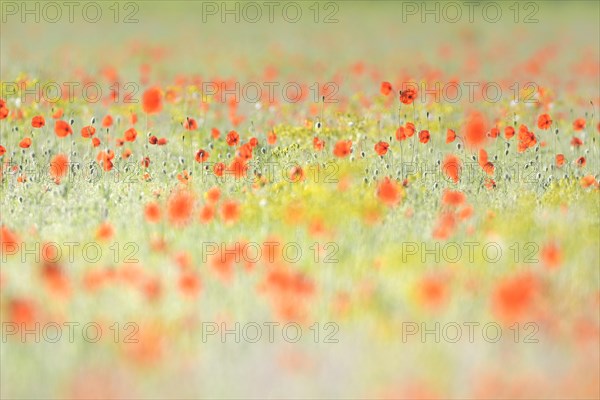 Sand poppy (Papaver argemone)