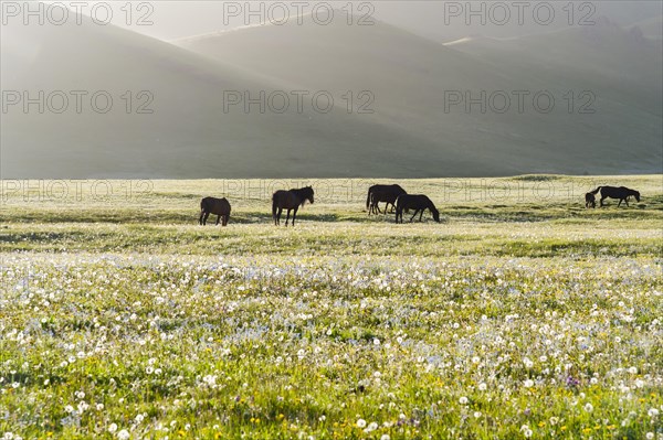 Horses