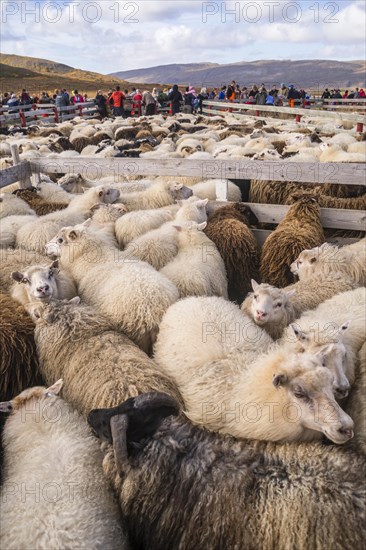 Counting and sorting of Islandic sheep