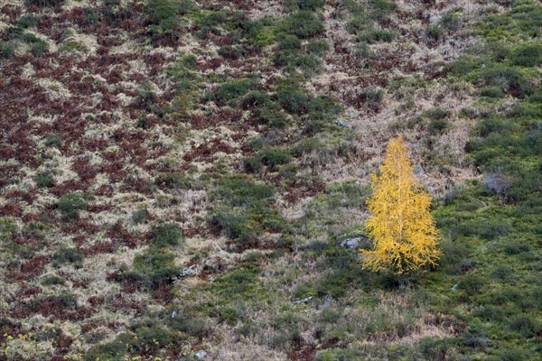 Silver birch (Betula pendula) in autumn colors