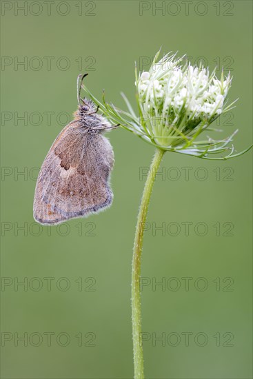 Small heath (Coenonympha pamphilus)