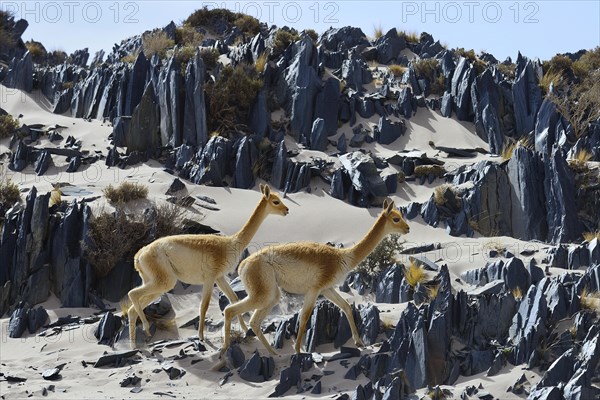 Vicuna (Vicugna vicugna) or in terrain with sand and sharp rocks