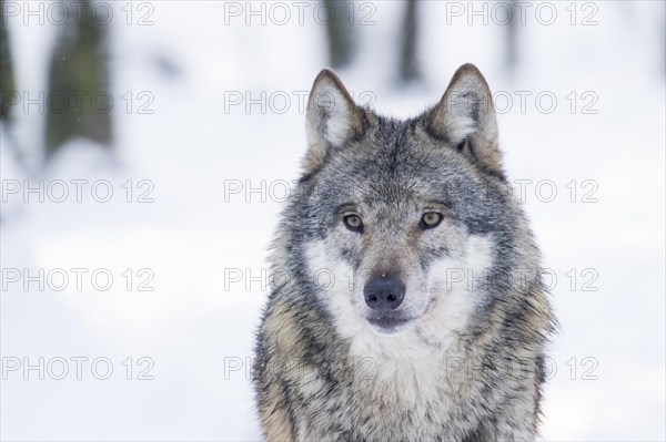 Gray wolf (Canis lupus) in winter