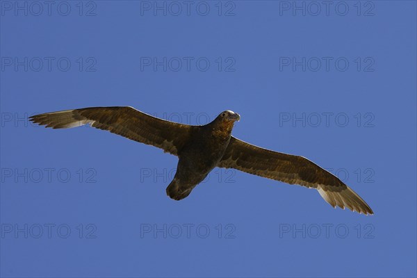 Southern giant petrel (Macronectes giganteus) in flight