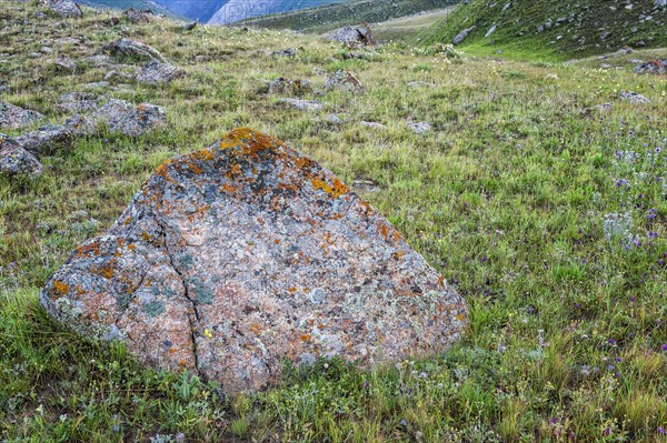 Rocks and Lichens