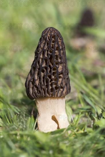 Black morel (Morchella conica)