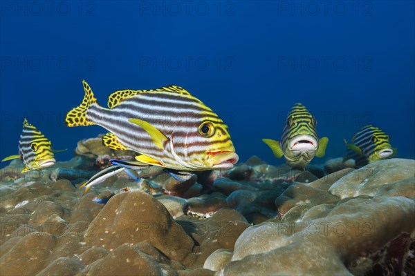 Group of Oriental Sweetlips (Plectorhinchus vittatus) on cleaning station