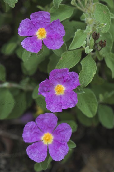 Cistus officinalis