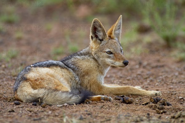 Black-backed Jackal (Canis mesomelas)