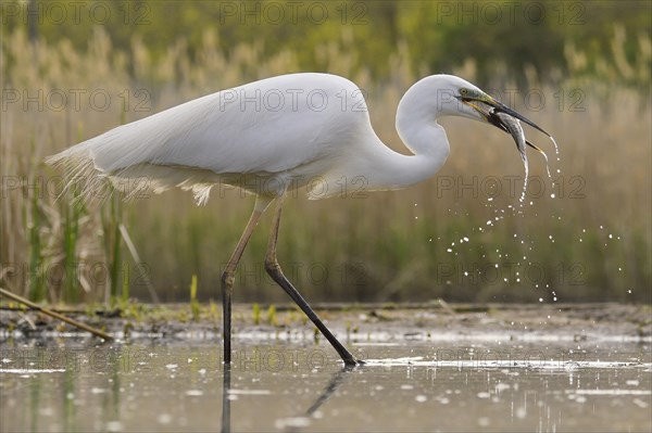 Great egret (Ardea alba)