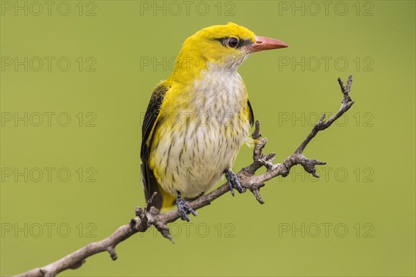 Eurasian Golden Oriole (Oriolus oriolus)